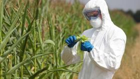 ГМО в сельском хозяйстве. Какие страны пошли по беспределу?
